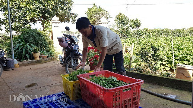 Bí kíp trồng su su 'đẻ' ngọn tươi non, to mập của nông dân ưu tú ảnh 6