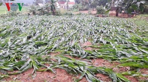 Nghệ An: Hàng chục nhà dân bị tốc mái sau trận lốc xoáy ảnh 1