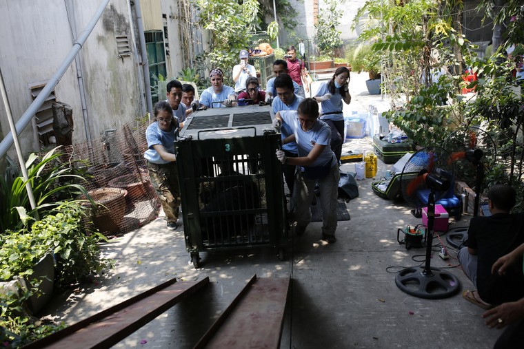 Cứu hộ thành công 5 cá thể gấu ở Bình Dương và Đồng Nai ảnh 7