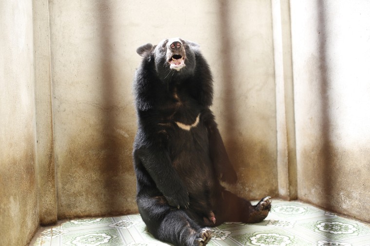 Cứu hộ thành công 5 cá thể gấu ở Bình Dương và Đồng Nai ảnh 3