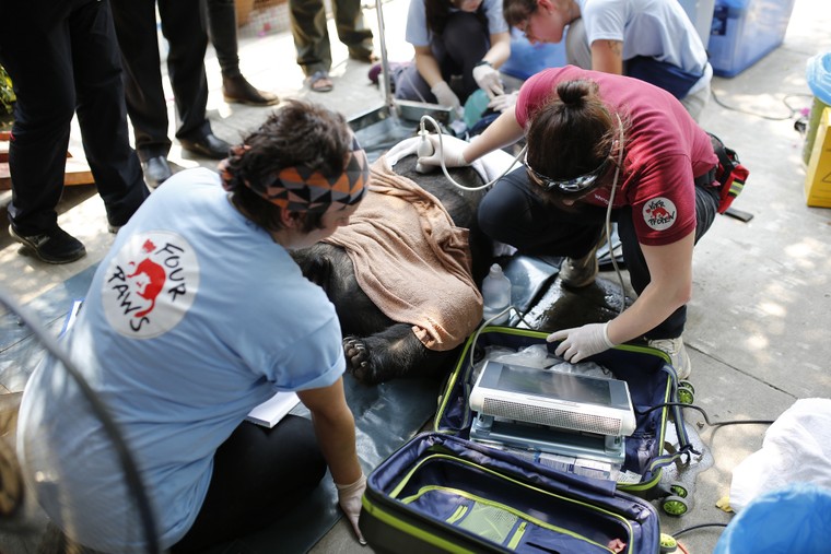 Cứu hộ thành công 5 cá thể gấu ở Bình Dương và Đồng Nai ảnh 5