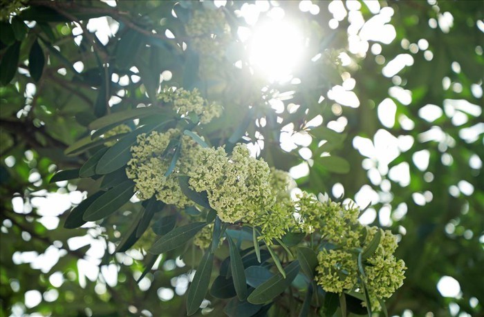 Người Hà Nội ngỡ ngàng khi hoa sữa nở giữa mùa hè ảnh 11