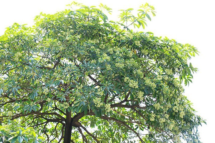 Người Hà Nội ngỡ ngàng khi hoa sữa nở giữa mùa hè ảnh 12