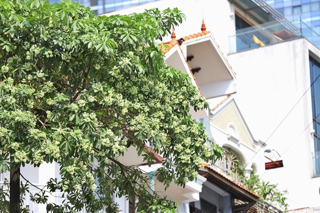 Người Hà Nội ngỡ ngàng khi hoa sữa nở giữa mùa hè ảnh 4