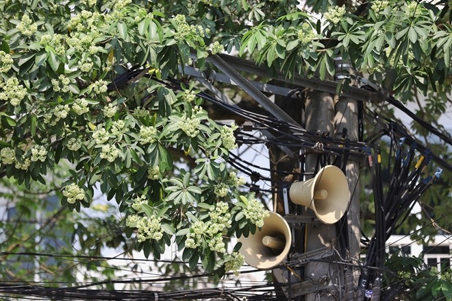 Người Hà Nội ngỡ ngàng khi hoa sữa nở giữa mùa hè ảnh 6