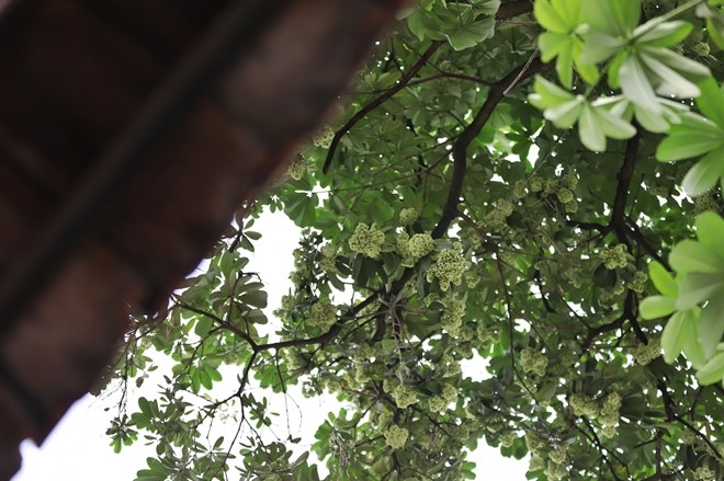 Người Hà Nội ngỡ ngàng khi hoa sữa nở giữa mùa hè ảnh 7
