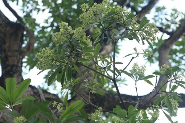 Người Hà Nội ngỡ ngàng khi hoa sữa nở giữa mùa hè ảnh 8