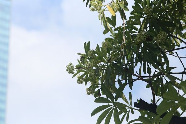 Người Hà Nội ngỡ ngàng khi hoa sữa nở giữa mùa hè ảnh 9