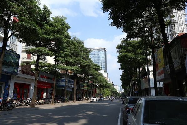 Người Hà Nội ngỡ ngàng khi hoa sữa nở giữa mùa hè ảnh 1