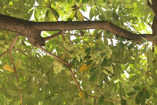 Người Hà Nội ngỡ ngàng khi hoa sữa nở giữa mùa hè ảnh 3