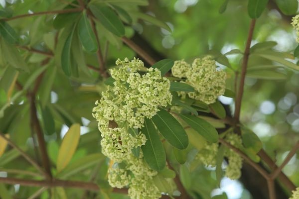 Người Hà Nội ngỡ ngàng khi hoa sữa nở giữa mùa hè ảnh 10