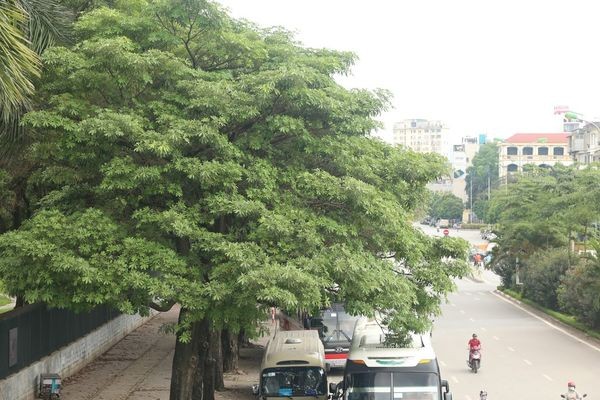 Người Hà Nội ngỡ ngàng khi hoa sữa nở giữa mùa hè ảnh 2