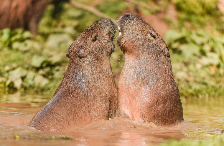 Nguồn gốc của loài chuột lang nước ở đâu?