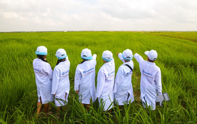 Tận mắt thấy những cô bò ở 'Resort' góp công vào ly sữa học đường ảnh 3