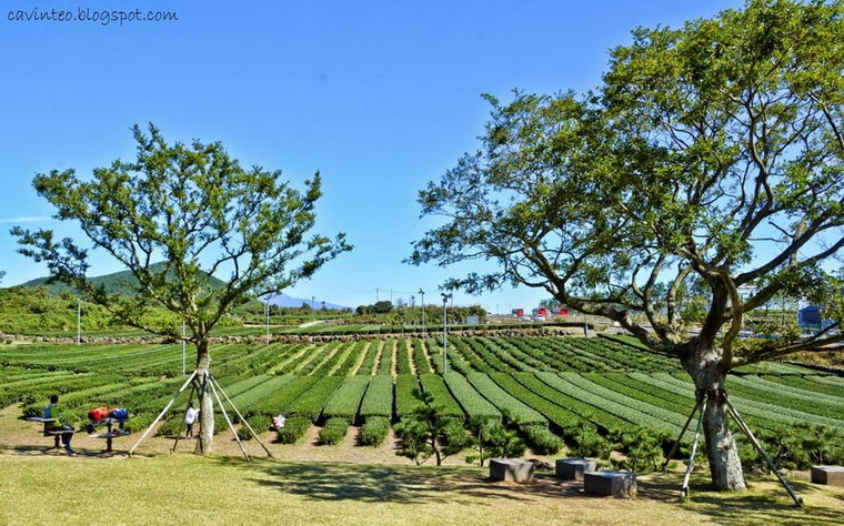 Khám phá những bảo tàng 'hot hit' nhất Jeju – Hàn Quốc ảnh 1