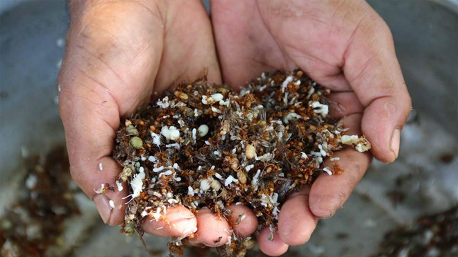 Muối kiến vàng là đặc sản nổi tiếng ở vùng nào Việt Nam?