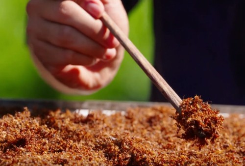 Muối kiến vàng sẽ dùng thay thế cho...