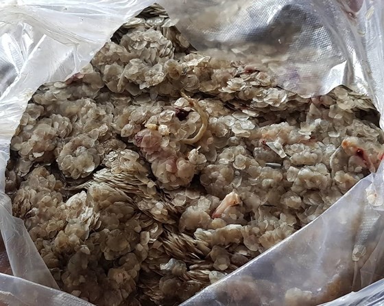 Chưa rõ mục đích thương lái ồ ạt mua vảy cá tại Đồng Tháp ảnh 3