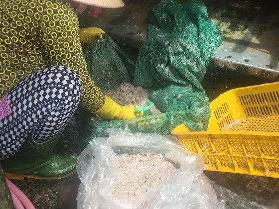 Chưa rõ mục đích thương lái ồ ạt mua vảy cá tại Đồng Tháp ảnh 1