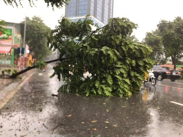 Hà Nội ngổn ngang cây gẫy đổ sau bão số 3 ảnh 4