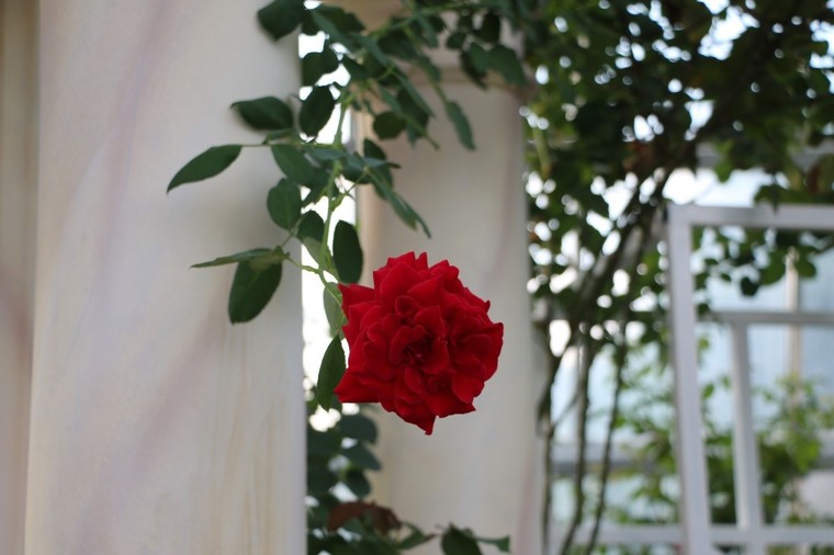 Vượt biển khám phá Vương quốc hoa hồng - Trải nghiệm mới cực ngọt ngào tại Nha Trang ảnh 10