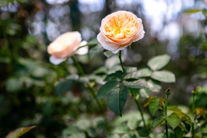 Vượt biển khám phá Vương quốc hoa hồng - Trải nghiệm mới cực ngọt ngào tại Nha Trang ảnh 11