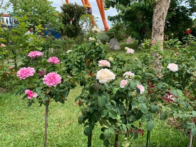 Vượt biển khám phá Vương quốc hoa hồng - Trải nghiệm mới cực ngọt ngào tại Nha Trang ảnh 12