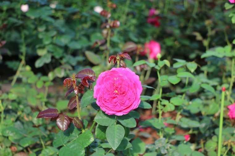 Vượt biển khám phá Vương quốc hoa hồng - Trải nghiệm mới cực ngọt ngào tại Nha Trang ảnh 14