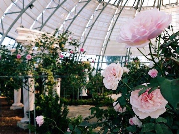 Vượt biển khám phá Vương quốc hoa hồng - Trải nghiệm mới cực ngọt ngào tại Nha Trang ảnh 15