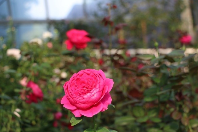 Vượt biển khám phá Vương quốc hoa hồng - Trải nghiệm mới cực ngọt ngào tại Nha Trang ảnh 16