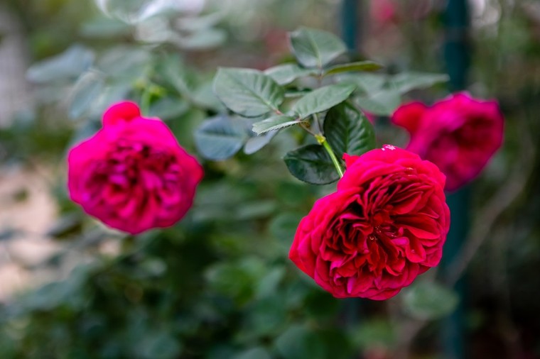 Vượt biển khám phá Vương quốc hoa hồng - Trải nghiệm mới cực ngọt ngào tại Nha Trang ảnh 2