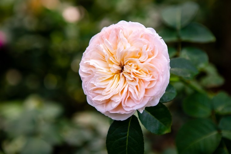 Vượt biển khám phá Vương quốc hoa hồng - Trải nghiệm mới cực ngọt ngào tại Nha Trang ảnh 4