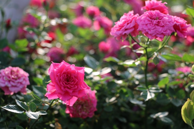 Vượt biển khám phá Vương quốc hoa hồng - Trải nghiệm mới cực ngọt ngào tại Nha Trang ảnh 5