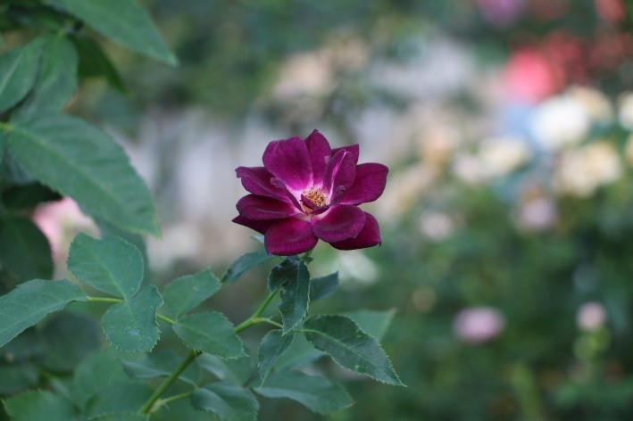 Vượt biển khám phá Vương quốc hoa hồng - Trải nghiệm mới cực ngọt ngào tại Nha Trang ảnh 7