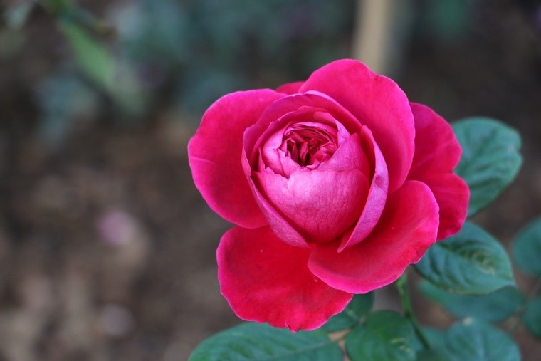 Vượt biển khám phá Vương quốc hoa hồng - Trải nghiệm mới cực ngọt ngào tại Nha Trang ảnh 8