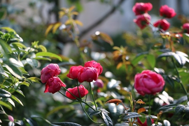 Vượt biển khám phá Vương quốc hoa hồng - Trải nghiệm mới cực ngọt ngào tại Nha Trang ảnh 9