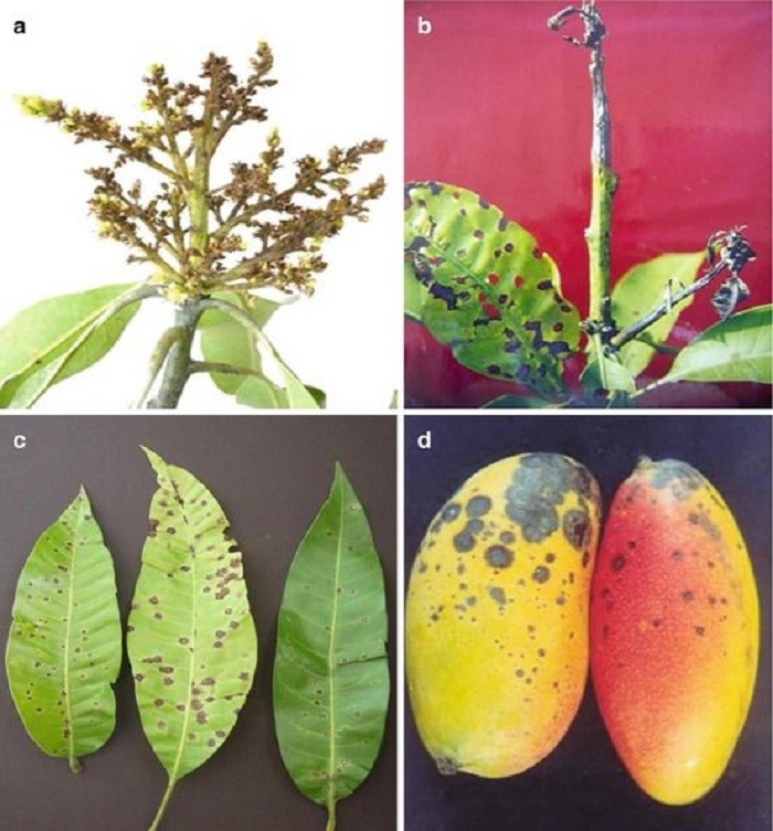 Bí kíp khống chế bệnh thán thư trên cây xoài dễ dàng và hiệu quả ảnh 1