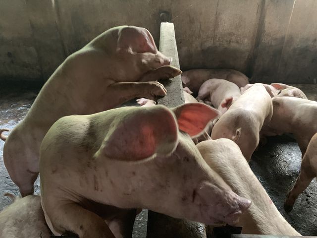 Đàn heo nhiễm dịch tả lợn châu Phi bất ngờ hết bệnh nhờ... ăn bã rượu ảnh 1