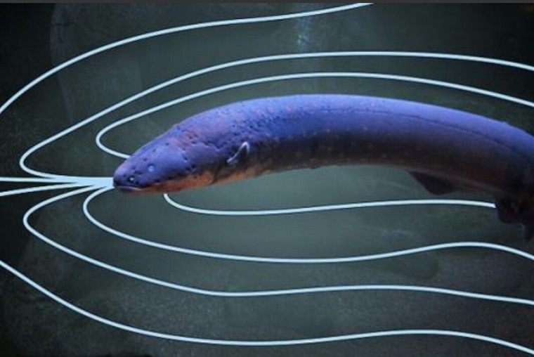 Cơ quan phát điện chính của loài lươn này nằm ở đâu?