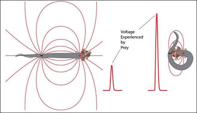 Mục đích của việc loài lươn này phóng điện này...?
