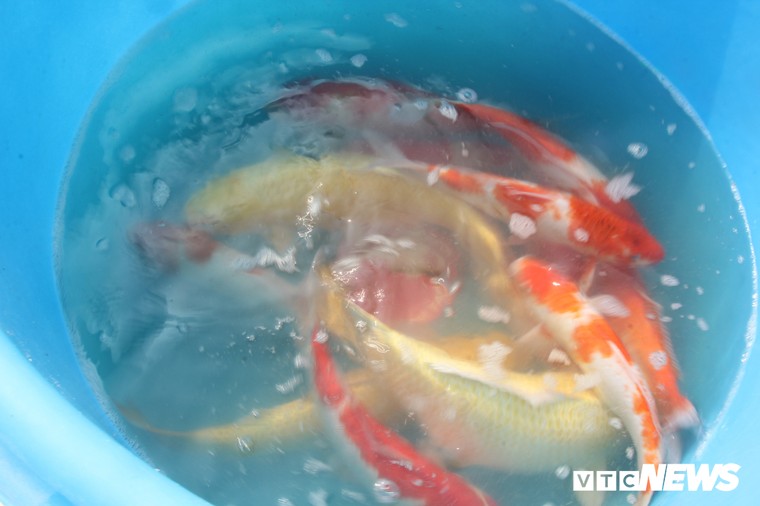 Thả 100 con cá Koi xuống sông Tô Lịch và Hồ Tây để chứng minh nước sạch ảnh 4