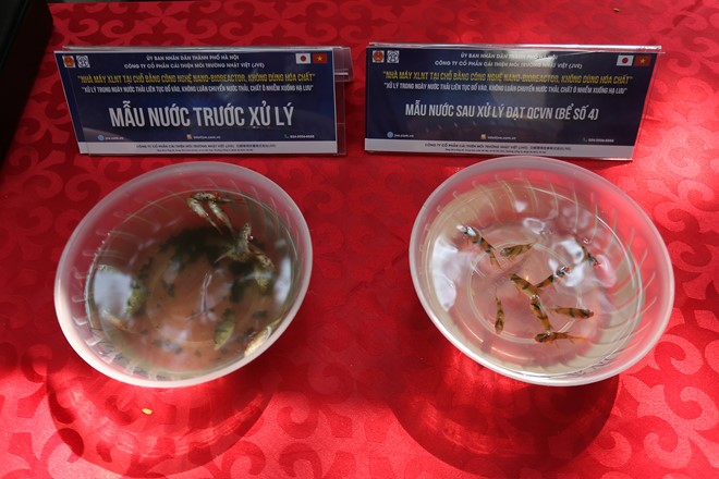 Thả 100 con cá Koi xuống sông Tô Lịch và Hồ Tây để chứng minh nước sạch ảnh 2