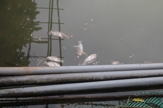 Phát hiện dầu thải ở đầu nguồn nước sạch sông Đà ảnh 2