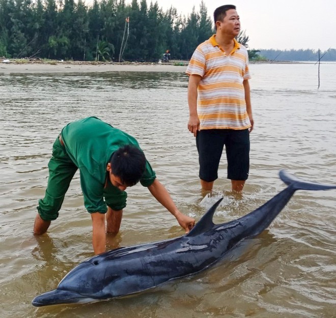 Giải cứu thành công con cá heo nặng 100kg lụy bờ trong tình trạng kiệt sức ảnh 1