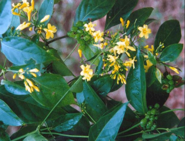 Thành phần có thể giết người trong loại cây này là...?