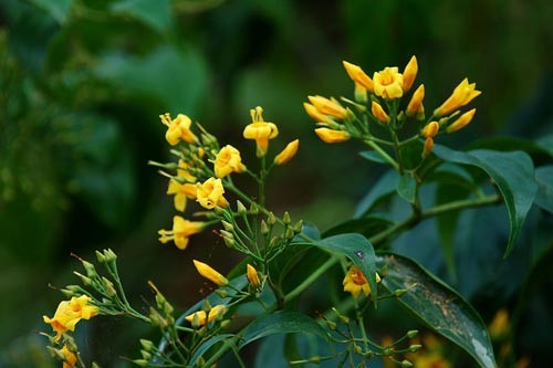 Bộ phận nào trong cây lá ngón chứa chất độc?