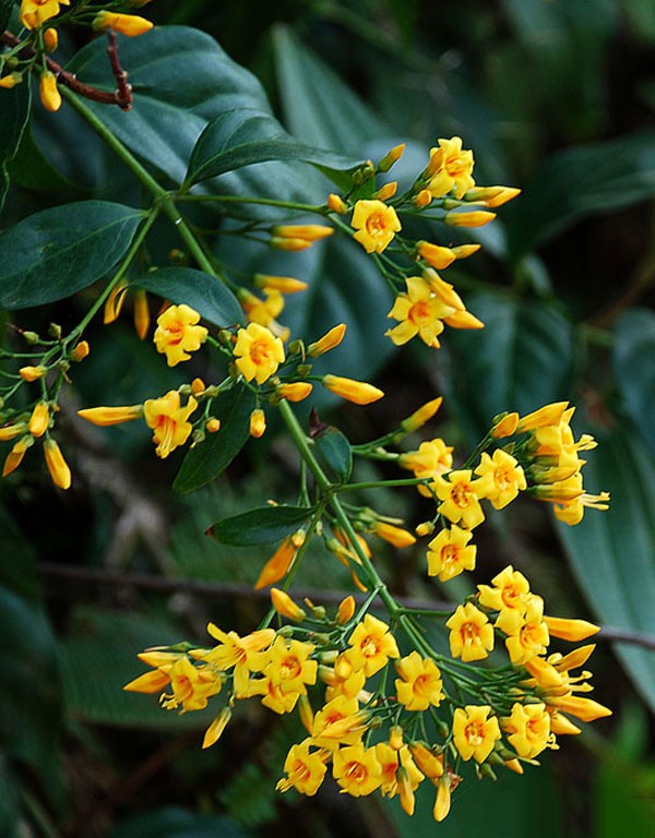 Độc tính giảm dần theo thứ tự từ...?