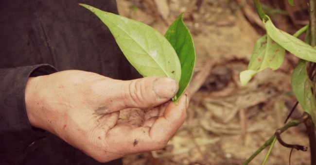 Chất độc trong lá ngón hấp thu và gây chết người nhanh chóng qua đường?