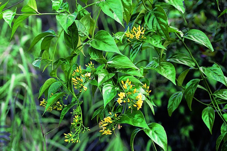 Đặc điểm nào giúp bạn dễ nhận biết cây lá ngón?