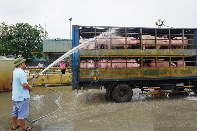 Lợn nhập lậu tràn qua biên giới, QLTT ra công văn khẩn ảnh 1